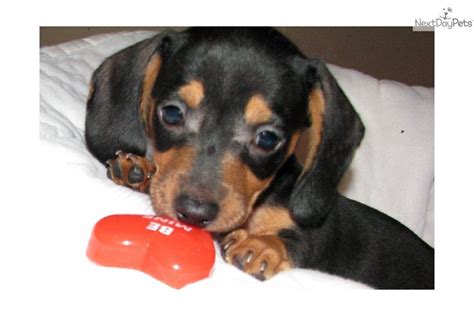 Visit us now to find your dog. Newborn Miniature Dachshund Puppies | Meet La Rena Baby a ...