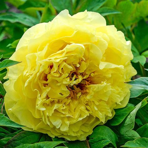 Spring Hill Nurseries Yellow Flowers Crown Itoh Peony Paeonia Live