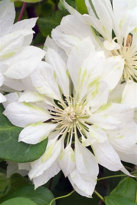 This can be remedied by pruning the vines soon after they finish flowering. Clematis 'Yukiokoshi' climbing vine with yellow and green ...