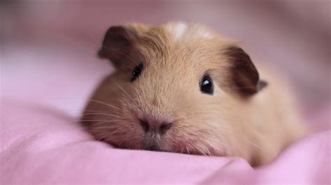 You can always test your knowledge on our popular guinea pig care test. Cute Guinea Pig wallpaper | 3840x2160 | #12441