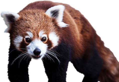 Red Panda Png Transparent Images Png All Riset