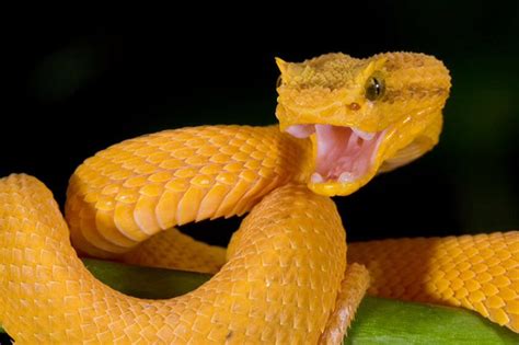Eyelash Viper Bothriechis Schlegelii Viper Snake Pit Viper Yellow