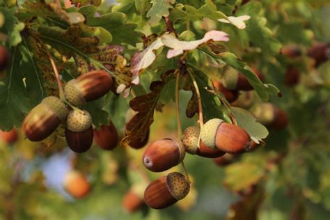 Chêne Rouvre Caractéristiques Utilisations Et Bienfaits Phytothérapie France Minéraux