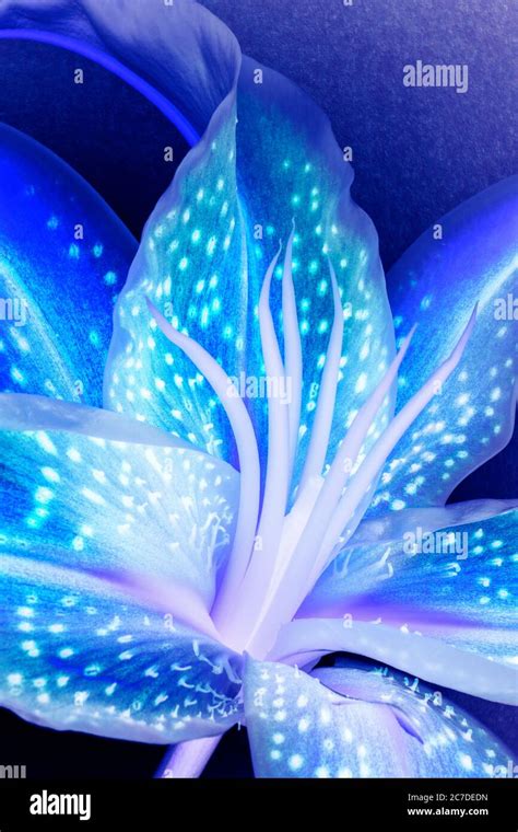 Blue Stargazer Lily Stock Photo Alamy