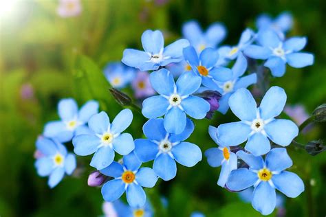 Myosotis 'Forget-Me-Nots' Care & Growing Tips | Horticulture™