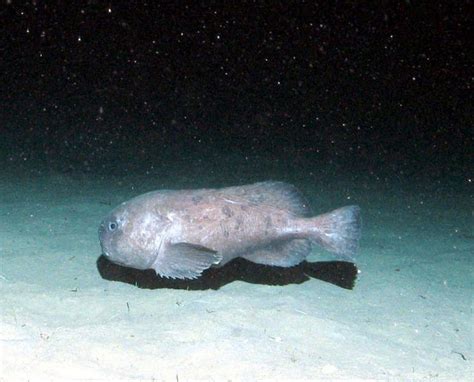 See more ideas about blobfish, weird fish, fish. 20 Facts about Blobfish to Know What this Creature is ...