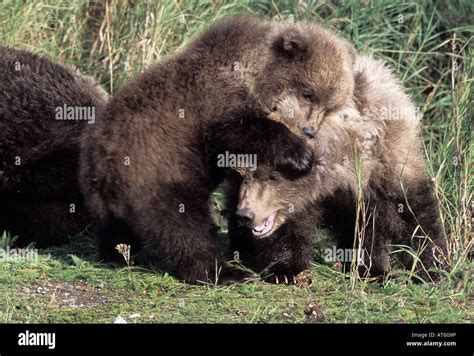 Bear Cub Biting Ear Hi Res Stock Photography And Images Alamy