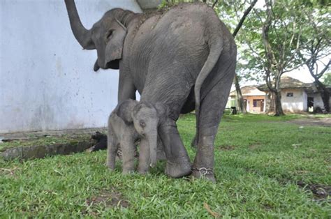 Gajah Dita Melahirkan Dengan Selamat Betina 81 Kg 98 Cm Humaniora Di Nasional