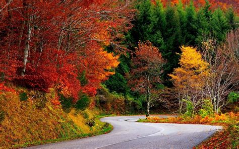 Nature Landscape Fall Road Trees Forest Colorful Wallpapers Hd