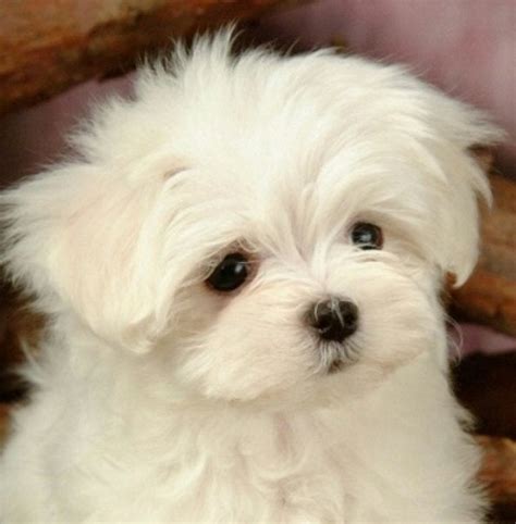Sad Puppy Cute