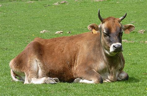 Filejersey Cow J4