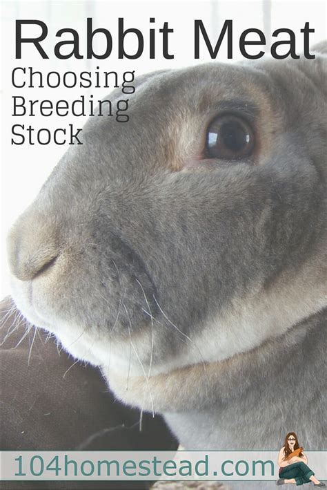 Choosing Breeding Stock For Rabbit Meat