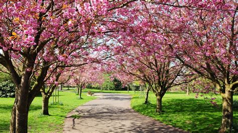 Most Beautiful Spring Destinations In The Us Direct Supply Network