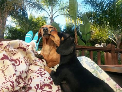 Jj Saystheres Always Time For Kisses Xoxo Weiners Weiner Dogs