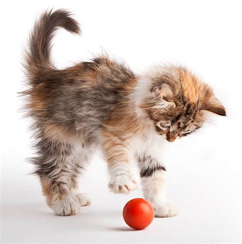 Royalty Free Cat Playing With Ball Pictures Images And Stock Photos