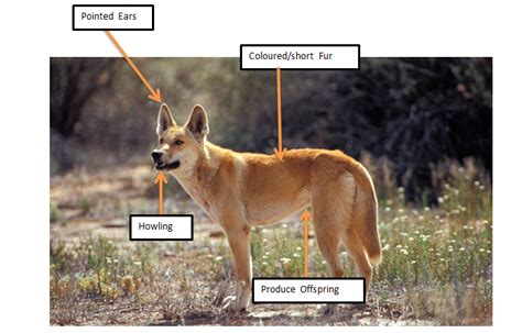 Dingo Adaptation Assignment