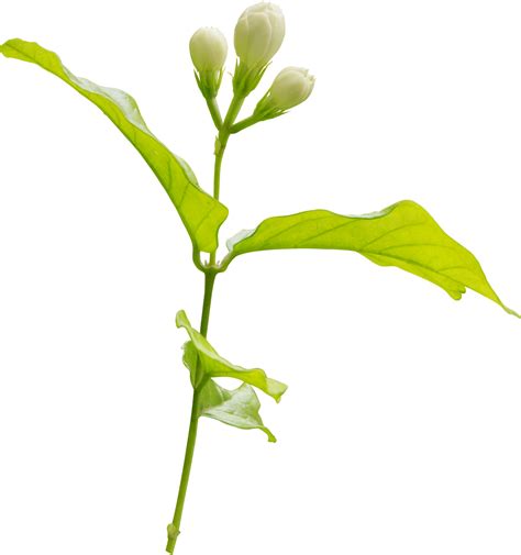 Jasmine Flower And Leaf Symbol Of Mothers Day In Thailand 9376812 Png