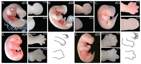 Filetammar Wallaby Limb Development 01 Embryology