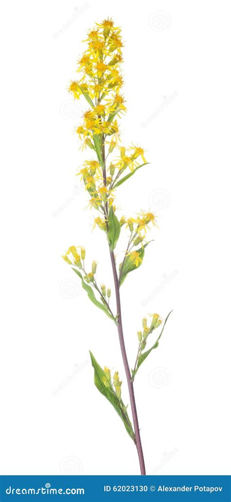 Small Wild Yellow Flowers On Long Stem Stock Photo Image Of White