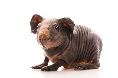 They are born with a full coat of hair. How to Look After a Hairless Guinea Pig (Skinny Pig ...