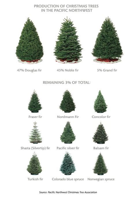 Ask Mr Christmas Tree Winter 2013 Washington State