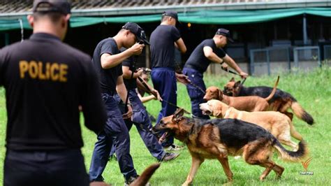 กว่าจะเป็น K9 ฮีโร่สี่ขากับภารกิจเสี่ยง Thai Pbs News ข่าวไทยพีบีเอส