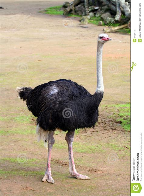 Here are 10 extraordinary species of extinct animals. Autruche Photo libre de droits - Image: 866415