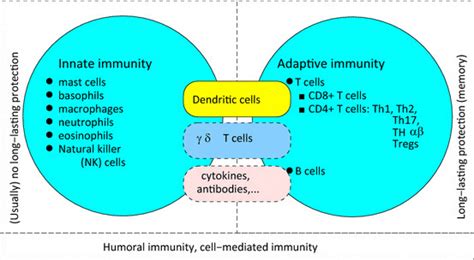 Brief Description Of Various Components Of The Innate And Adaptive Download Scientific Diagram