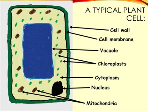 In young parts of plant and fruits, cell shapes are generally. Plant cell diagram for new KS3 curriculum | Teaching Resources