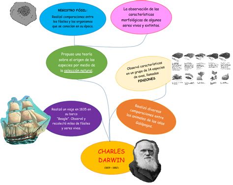 Teoria De La Evolucion De Darwin Mapa Conceptual Images And Photos My