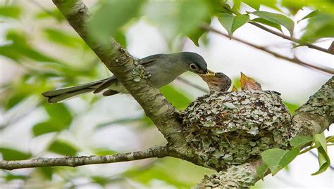 Help Celebrate Success Of Nesting Birds Audubon North Carolina