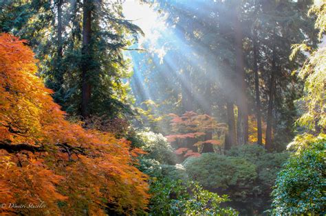 Wallpaper Sunlight Landscape Fall Grass Sky Branch