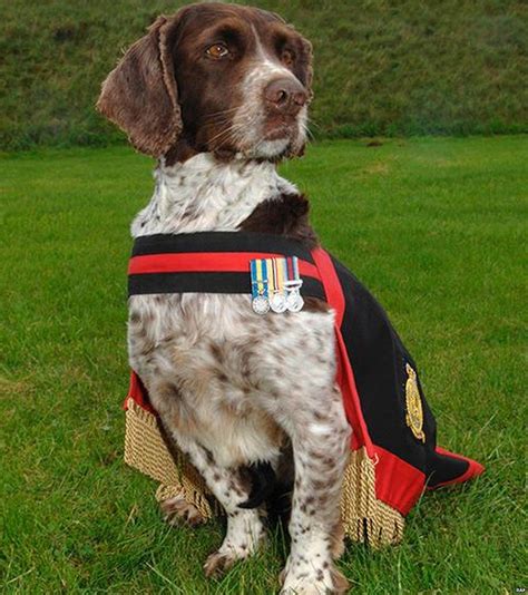 Rip Buster The Sniffer Dog Who Saved A Thousand Lives