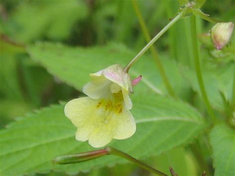 Springkraut — springkräuter großes springkraut (impatiens noli tangere) systematik abteilung … springkraut — sprịng|kraut 〈n. Kleines Springkraut · Impatiens parviflora · Die ...