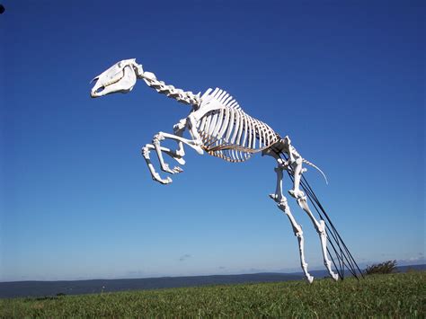 Articulated Equine Skeletons Page 2 Horse Anatomy Skeleton Muscles