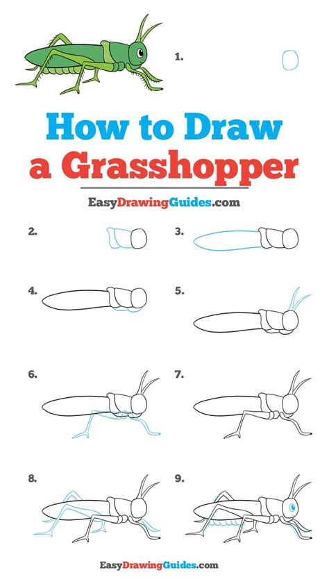 How To Draw A Grasshopper Easy Drawings Drawing