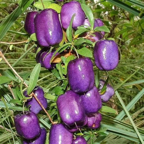 Purple Apple Berry Seeds Billardiera Lonlora Flower Seedlings