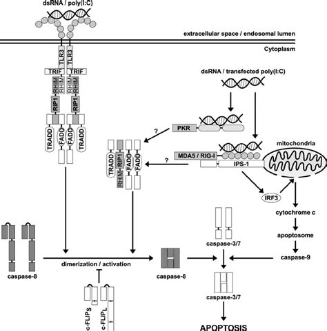 Schematic Representation Of Signaling Pathways Involved In Dsrna Poly I Download Scientific