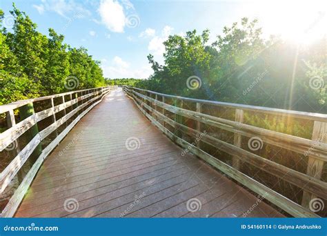 Boardwalk In Swamp Stock Photo Image Of Peaceful Beautiful 54160114