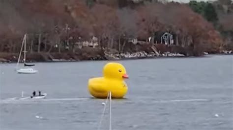 Watch Officials Chase Mysterious Giant Inflatable Duck Greater Joy