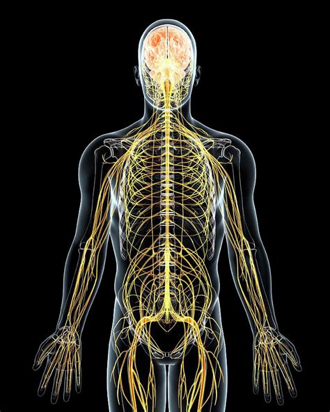 Male Nervous System Photograph By Pixologicstudioscience Photo Library