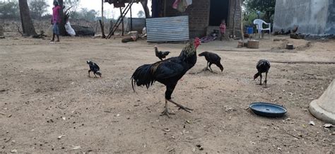 Aseel Desi Hen Country Chicken Natu Kodi 6months And Above At Rs 350