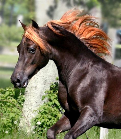 What Is The Prettiest Horse Breed