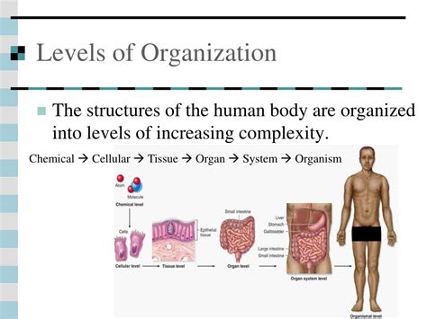 Ppt Levels Of Organization Powerpoint Presentation Free Download