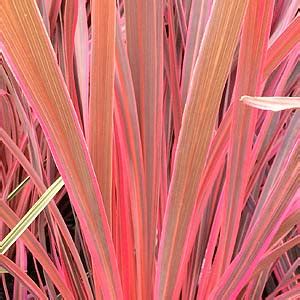 Moon valley nurseries has a great selection of cordyline electric pink™ pp19213 that are grown only from our best specimens. Cordyline plants and varieties for sale | Nurseries Online