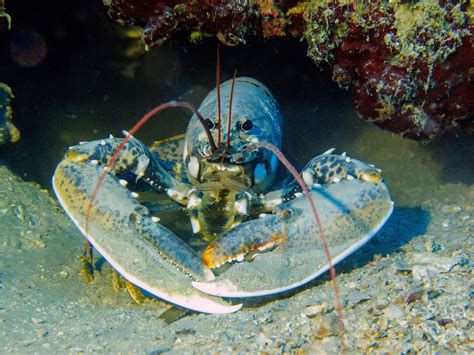 Free Images Diving Food Seafood Fish Invertebrate Lobster