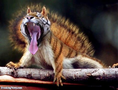 Squirrel Tiger Hybrid Animal Photoshop Has Science Gone