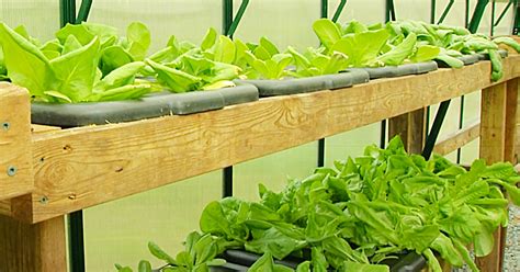 You can make the most of your garden space while enjoying advantages such as easier maintenance, healthier plants, effortless gardening, and higher yields. How To Build A Hydroponic Vegetable Garden At Home