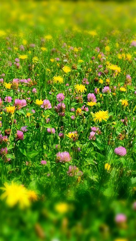 Download Meadow Plants Wild Flowers Spring Wallpaper