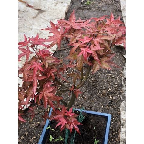 Red Leaf Japanese Maples Shopee Malaysia